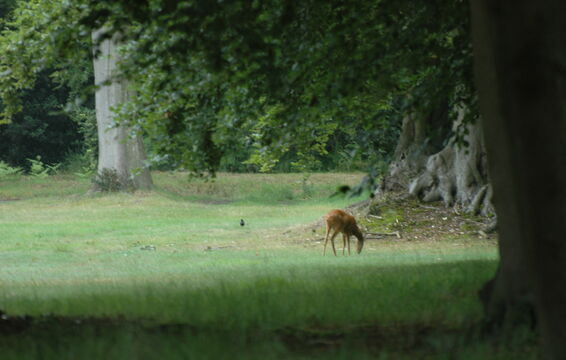 Wildlife in Abundance!